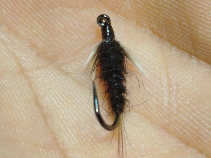 Dark nymph